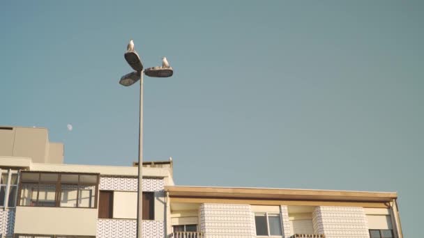 Burung Camar Atas Lampu Jalan Kota Porto Portugal — Stok Video