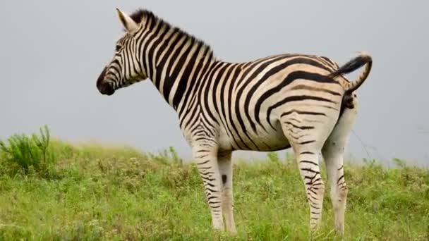 Slow Motion Adult Zebra Standing Green Grass Field Defecates Tail — Stock Video