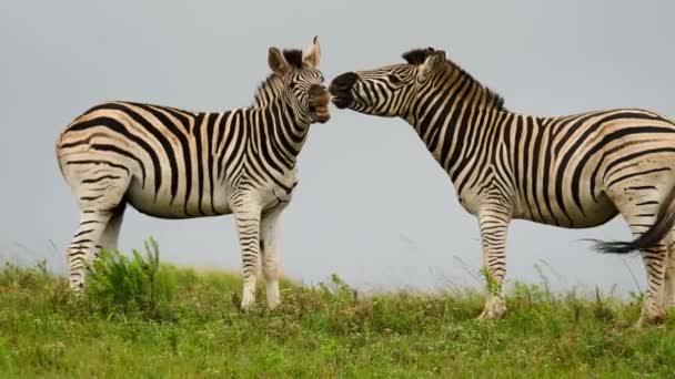 Zeitlupe Zwei Erwachsene Burchell Zebras Kämpfen Beißen Gesicht Hals Und — Stockvideo