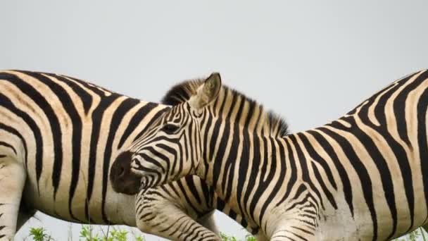 Movimento Lento Fechar Dois Garanhões Zebra Lutar Tentar Morder Tornozelos — Vídeo de Stock