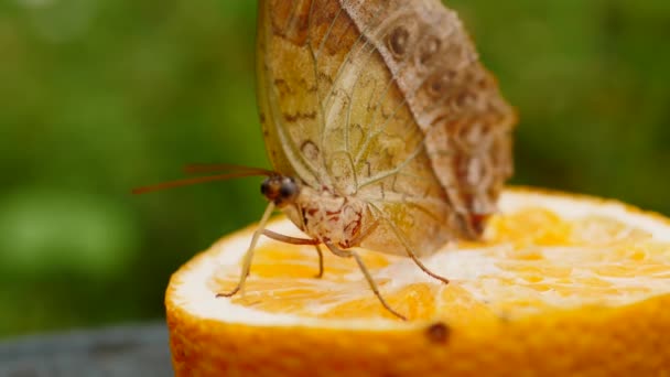 珍珠帝蝶在花园里栖息在切碎的橙子上 脸朝照相机 用长长的鱼子酱探求汁液和营养 从柑橘类水果边缘爬升 — 图库视频影像