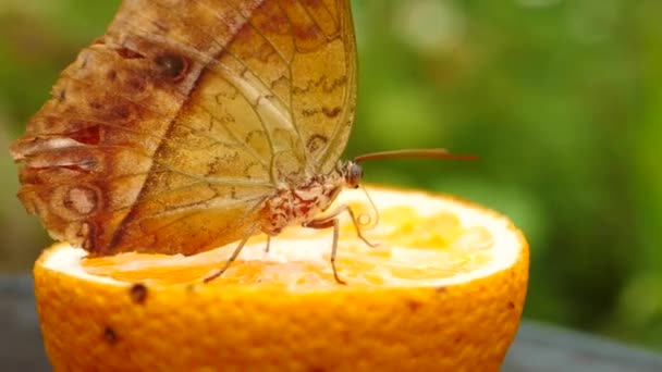 Slow Motion Side View Pearl Emperor Butterfly Walking Sliced Orange — Stock Video