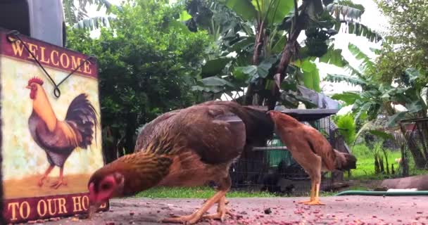 Tijdschema Kippen Pikken Maïs Pellets Als Ontbijt — Stockvideo