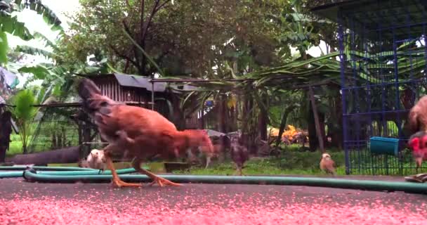 Pollos Picoteando Maíz Pellets Para Desayuno — Vídeos de Stock