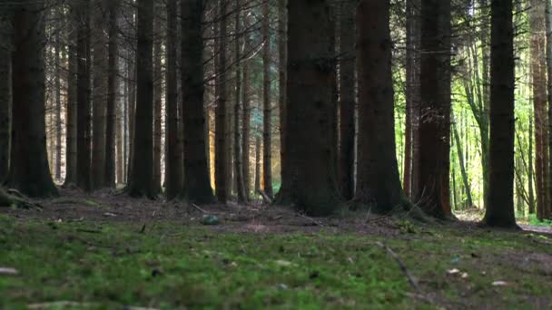 Passaggio Dalle Conifere Una Foresta Austriaca Piccoli Funghi Terra — Video Stock