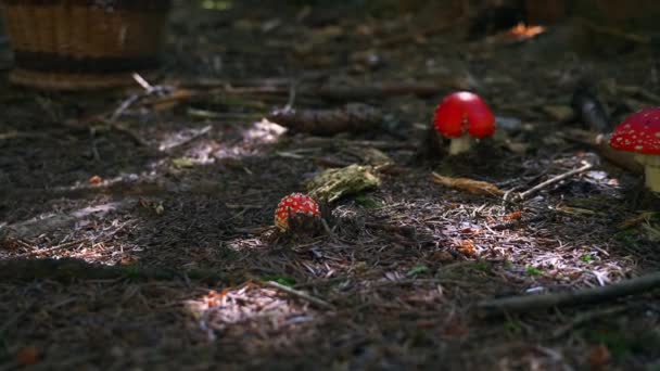 Algunos Pequeños Taburetes Rojos Suelo Musgoso Con Algunas Rayas Sol — Vídeos de Stock