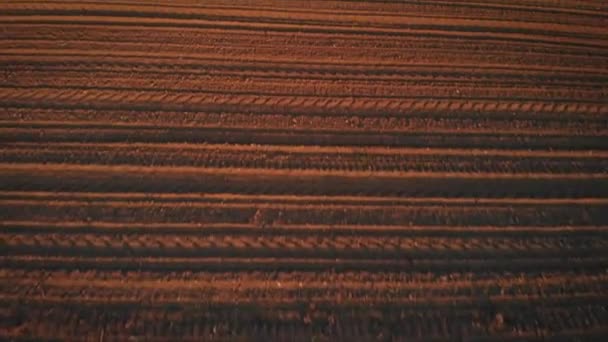 Let Bezpilotních Letounů Nad Opuštěným Polem Zemědělské Pšenice Při Západu — Stock video