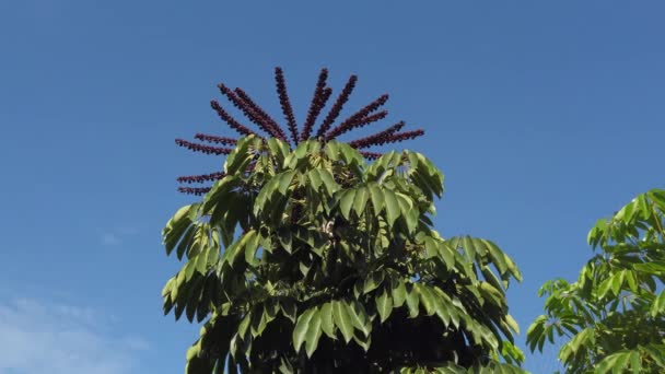 Великолепные Семена Цветы Вершине Тропического Дерева Заднем Дворе Моей Мамы — стоковое видео