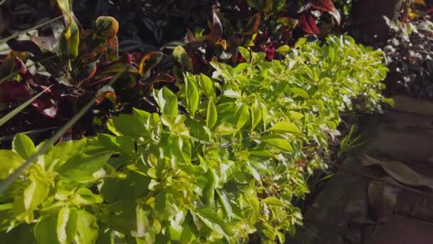 Planten Verwelkomen Ochtend Mijn Moeders Voortuin Cuernavaca Morelos Mexico — Stockvideo