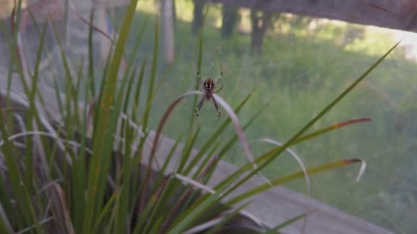 Itsy Bitsy Spider Byggede Imponerende Edderkoppespind Min Mors Baghave Cuernavaca – Stock-video