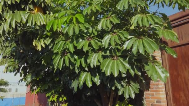 Lange Tropische Boom Groeide Uit Van Een Kleine Tak Tot — Stockvideo