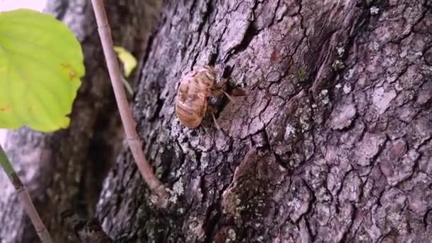 Cicada Skorupa Dogwood Drzewo — Wideo stockowe