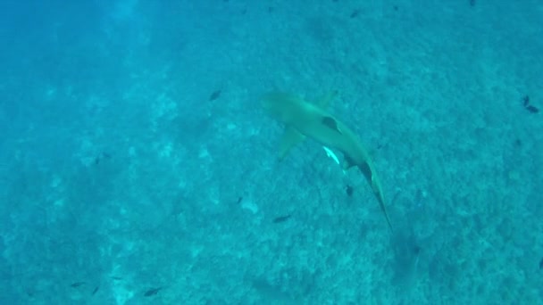 Majestuoso Tiburón Limón Avistado Cerca Isla Bora Bora Alimentándose Izquierda — Vídeo de stock