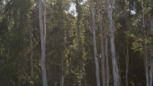 Statikus Felvétel Ausztrál Papirkéregről Queenslandben Forgatták — Stock videók