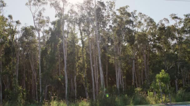 Papierrindenbäume Statische Aufnahme Melaleuca Quinquenervia — Stockvideo
