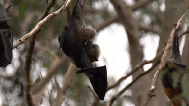 Flying Fox Upside Morning Self Cleaning Service — Stock Video