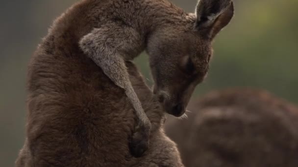 Grijze Kangoeroes Foerageren Genieten Van Het Warmere Weer — Stockvideo