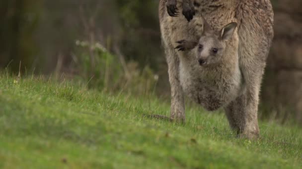 Grijze Kangoeroes Foerageren Genieten Van Het Warmere Weer — Stockvideo