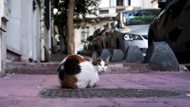 Cat Man Streets Istanbul Turkey — Stock Video
