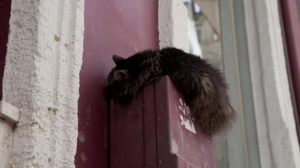 Cute Brown Cat Sleeping Street Istanbul — Stock Video