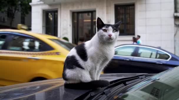 Niedliche Schwarz Weiße Katze Auf Einem Auto Istanbul — Stockvideo