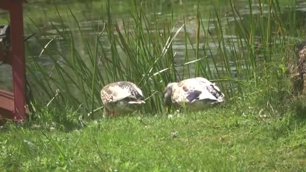 Two Ducks Next Lake Nature Scenery — Stock Video