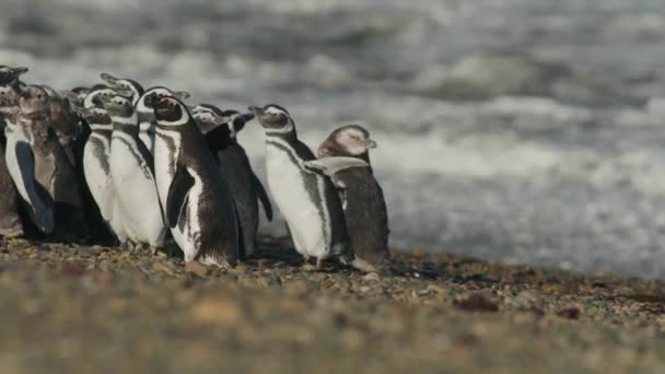 Giovani Pinguini Rannicchiati Una Spiaggia Vicino All Oceano — Video Stock