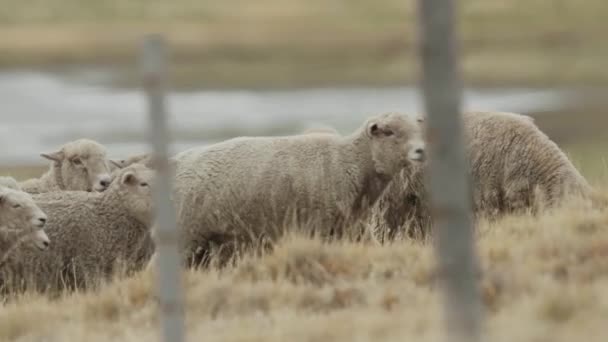 パタゴニアのメリノ羊の群れ — ストック動画