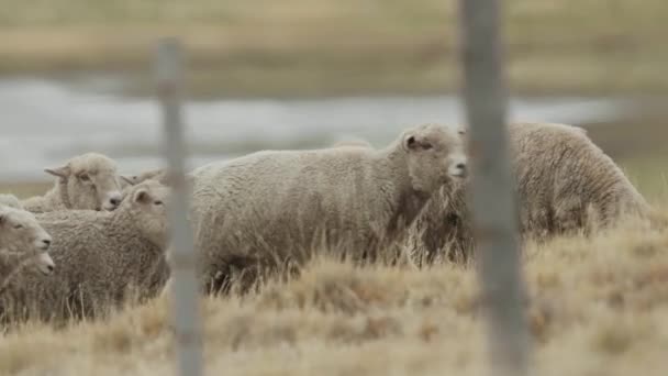 Manada Ovejas Merino Patagonia — Vídeos de Stock