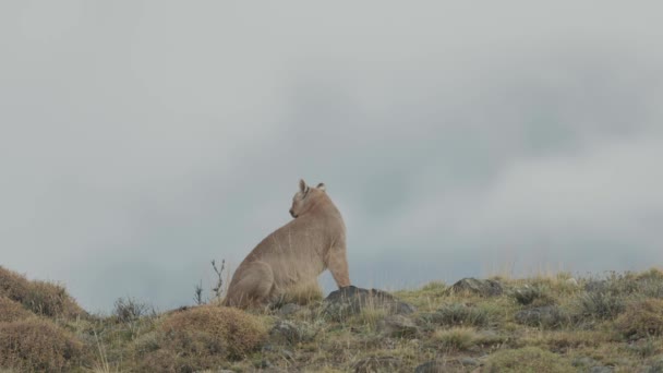 Puma Sentado Una Colina Ellos Caminando Lejos — Vídeos de Stock