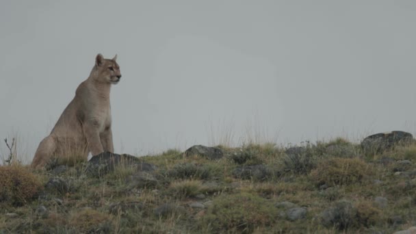 Puma Kartlägger Horisonten Bergstopp — Stockvideo