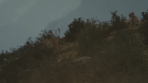 Fratello Sorella Puma Siedono Sulla Collina Torres Del Paine — Video Stock