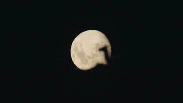 Гуанако Лежить Перед Місяцем — стокове відео