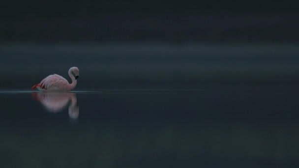 Flamenco Camina Solo Agua — Vídeo de stock