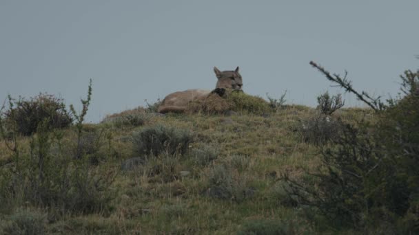 Puma Vuelta Mientras Acuesta — Vídeos de Stock