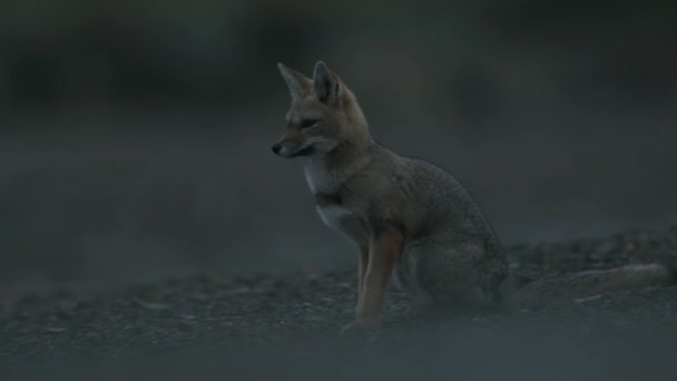 Fox Estira Después Una Siesta — Vídeo de stock