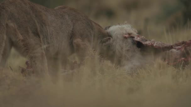 Puma Feeds Guanaco Standing — Stock Video