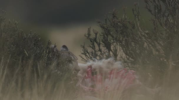 Joven Puma Alimenta Guanaco — Vídeo de stock