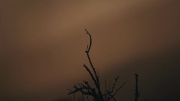 Silueta Arbusto Patagonia Amanecer — Vídeos de Stock