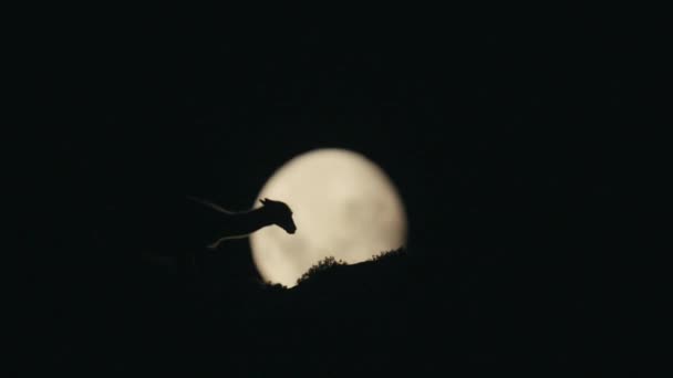 Guanaco Roza Frente Luna — Vídeos de Stock