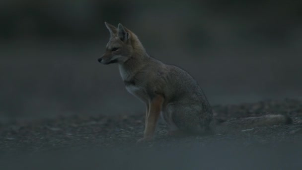 Fox Sentado Pacientemente Después Despertar — Vídeos de Stock