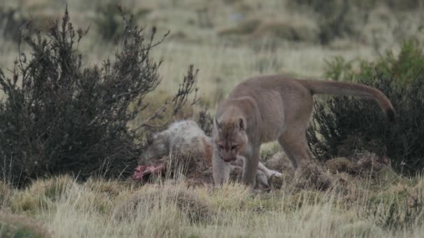 Joven Puma Cubre Matar Después Alimentación — Vídeo de stock