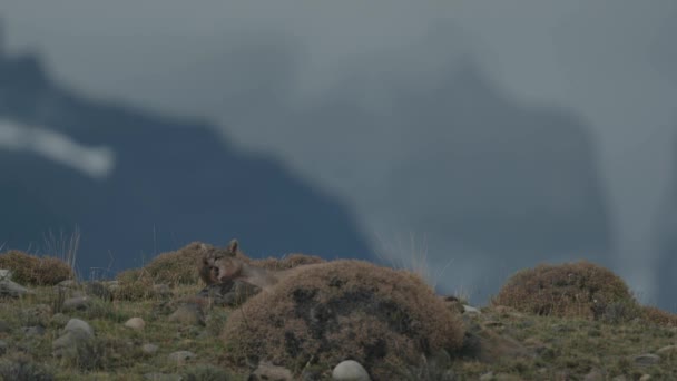 Curățarea Puma Paw Munte — Videoclip de stoc
