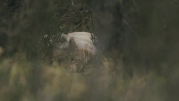 Large Puma Male Napping Bush — Stock Video