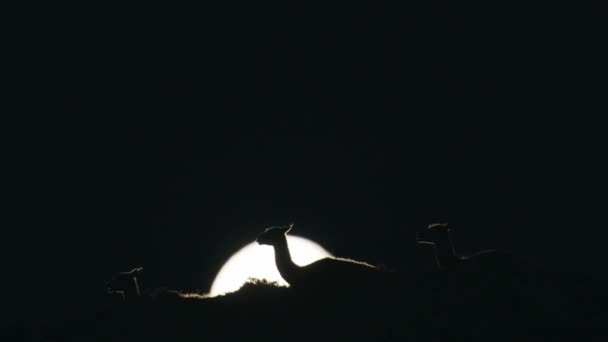 Moon Rising Behing Guanaco — Stock Video