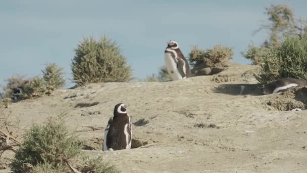 Penguin Κάθεται Έξω Από Λαγούμια Τους Στην Παταγονία — Αρχείο Βίντεο