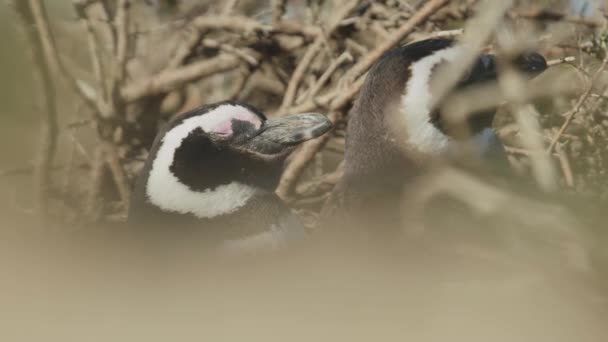 Pinguim Adormecendo Sol — Vídeo de Stock