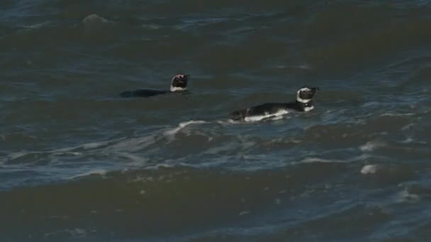 Pinguins Nadando Nas Ondas Oceano — Vídeo de Stock