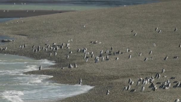 Pingüino Una Playa Patagonia — Vídeo de stock