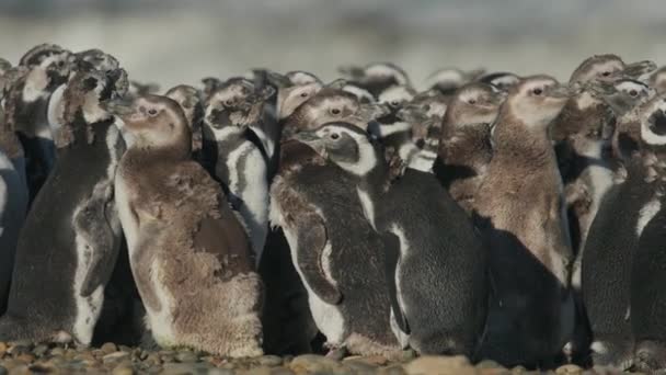 Pingüinos Acurrucados Playa Patagonia — Vídeo de stock